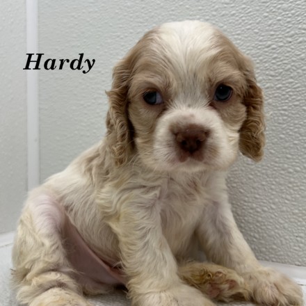 puppy, for, sale, Cockalier, Joe & Cherri  Overlease, dog, breeder, Miller, MO, dog-breeder, puppy-for-sale, forsale, nearby, find, puppyfind, locator, puppylocator, aca